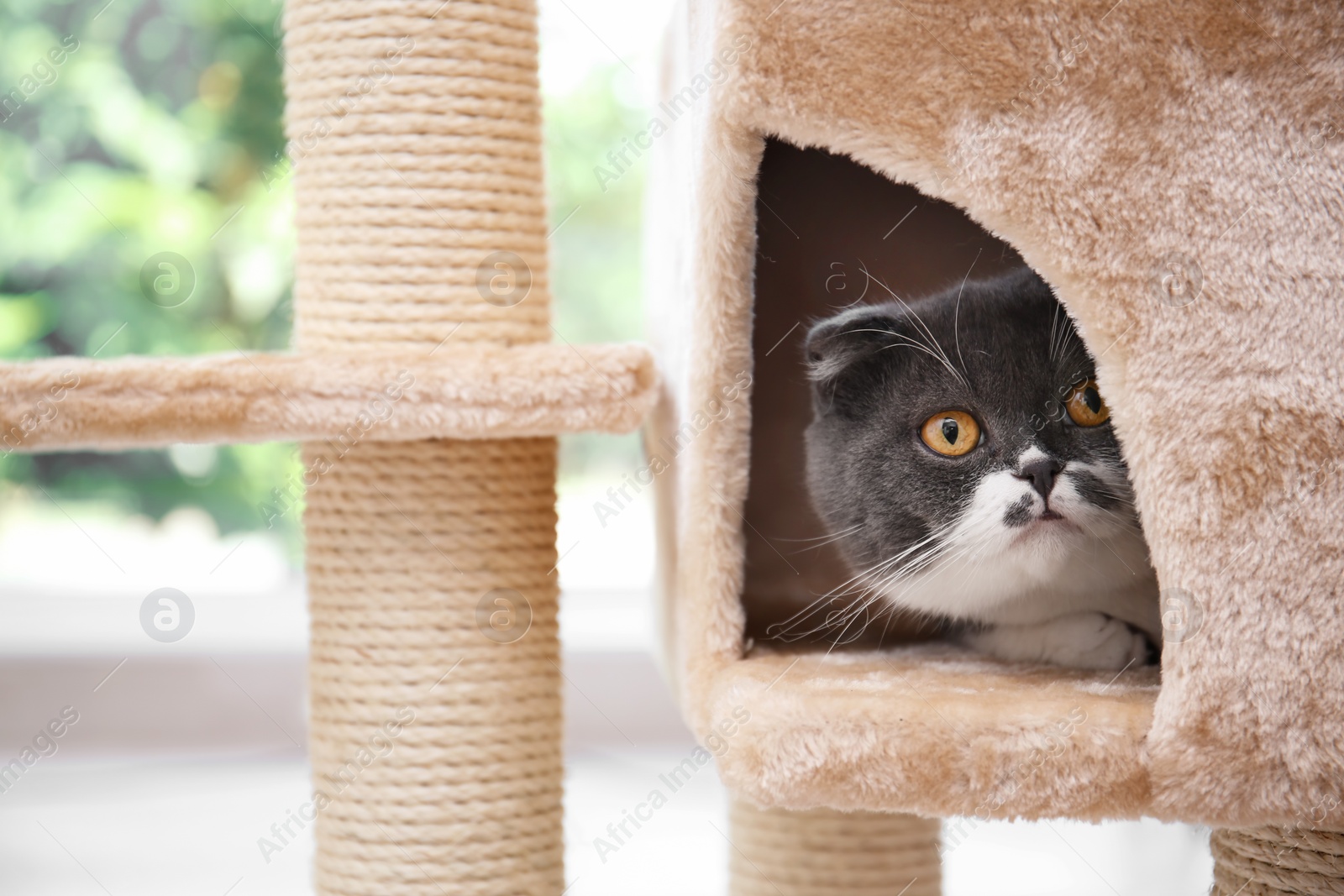 Photo of Cute pussycat on cat tree at home