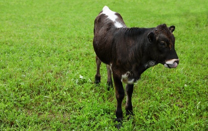 Photo of Brown and white calf on green pasture in summer. Cow farm