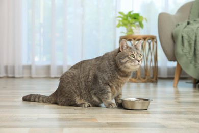 Grey tabby cat near feeding bowl at home. Cute pet