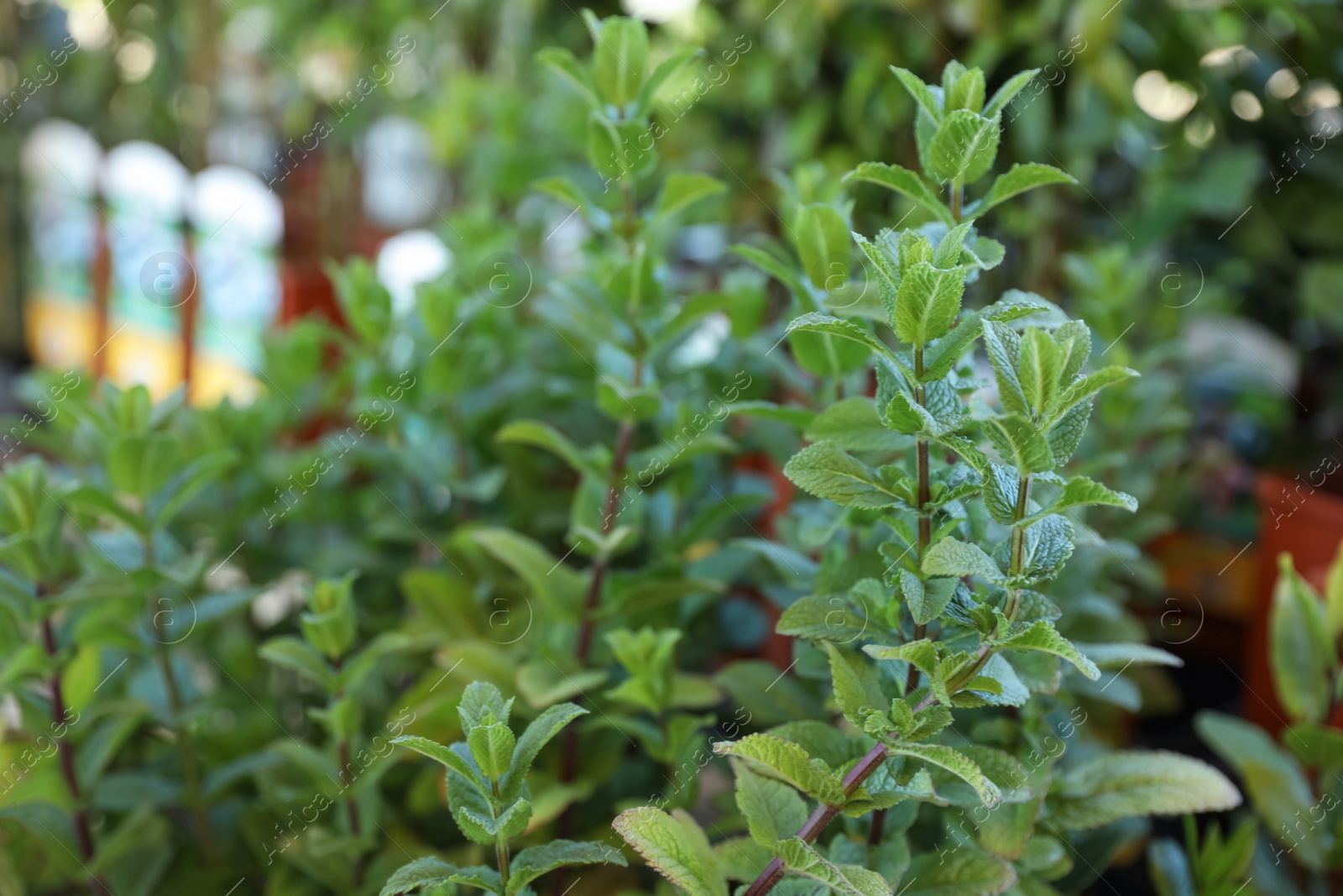 Photo of Beautiful green mint on blurred background, closeup. Space for text