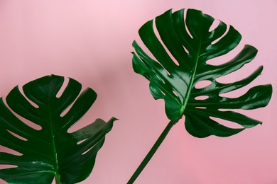 Photo of Beautiful monstera leaves on pink background. Tropical plant