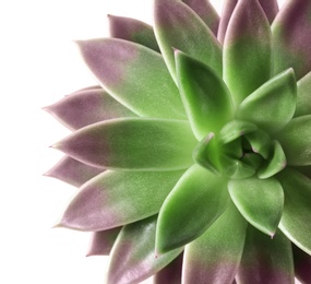 Image of Top view of beautiful succulent plant on white background, closeup