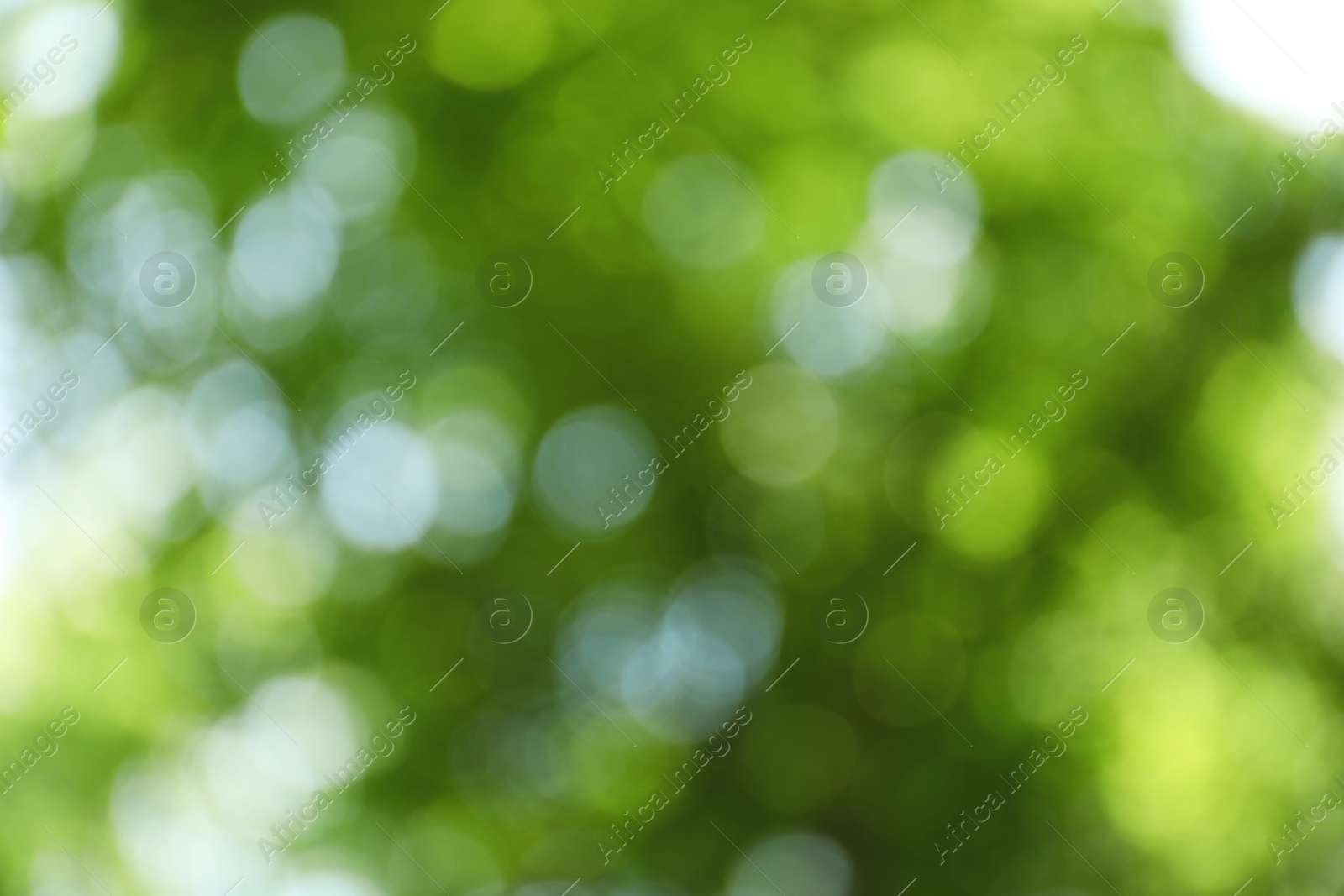 Photo of Blurred view of abstract green background. Bokeh effect