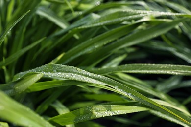 Photo of Green grass with water drops as background, closeup