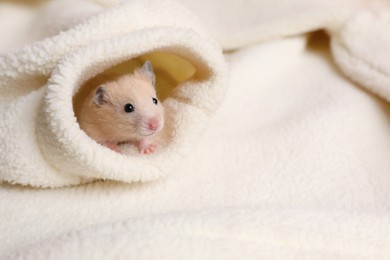 Photo of Cute little hamster in sleeve of white sweater, space for text