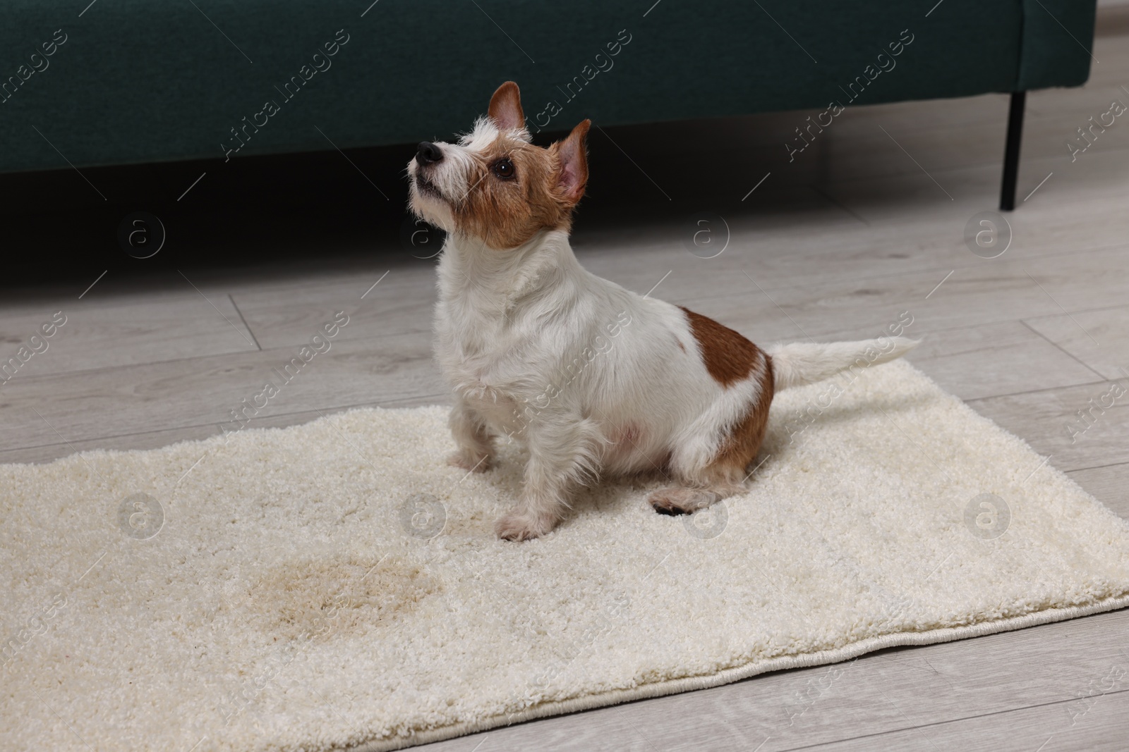 Photo of Cute dog near wet spot on rug indoors