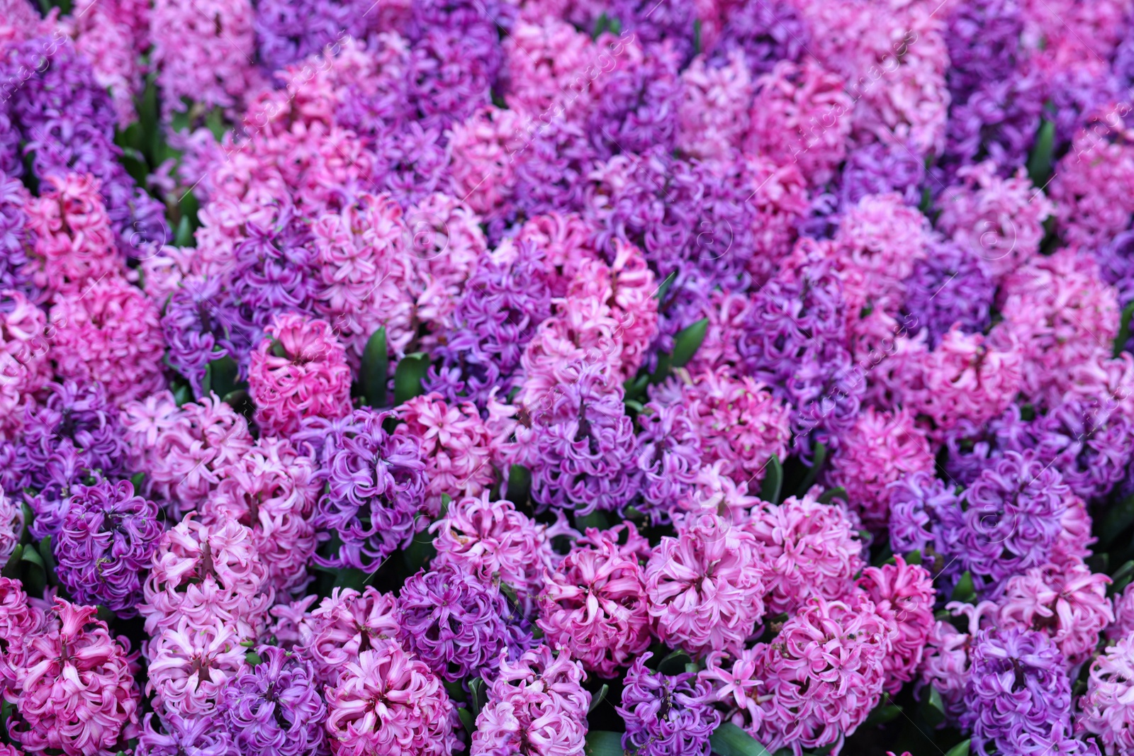 Photo of Many beautiful hyacinth flowers as background, closeup. Spring season