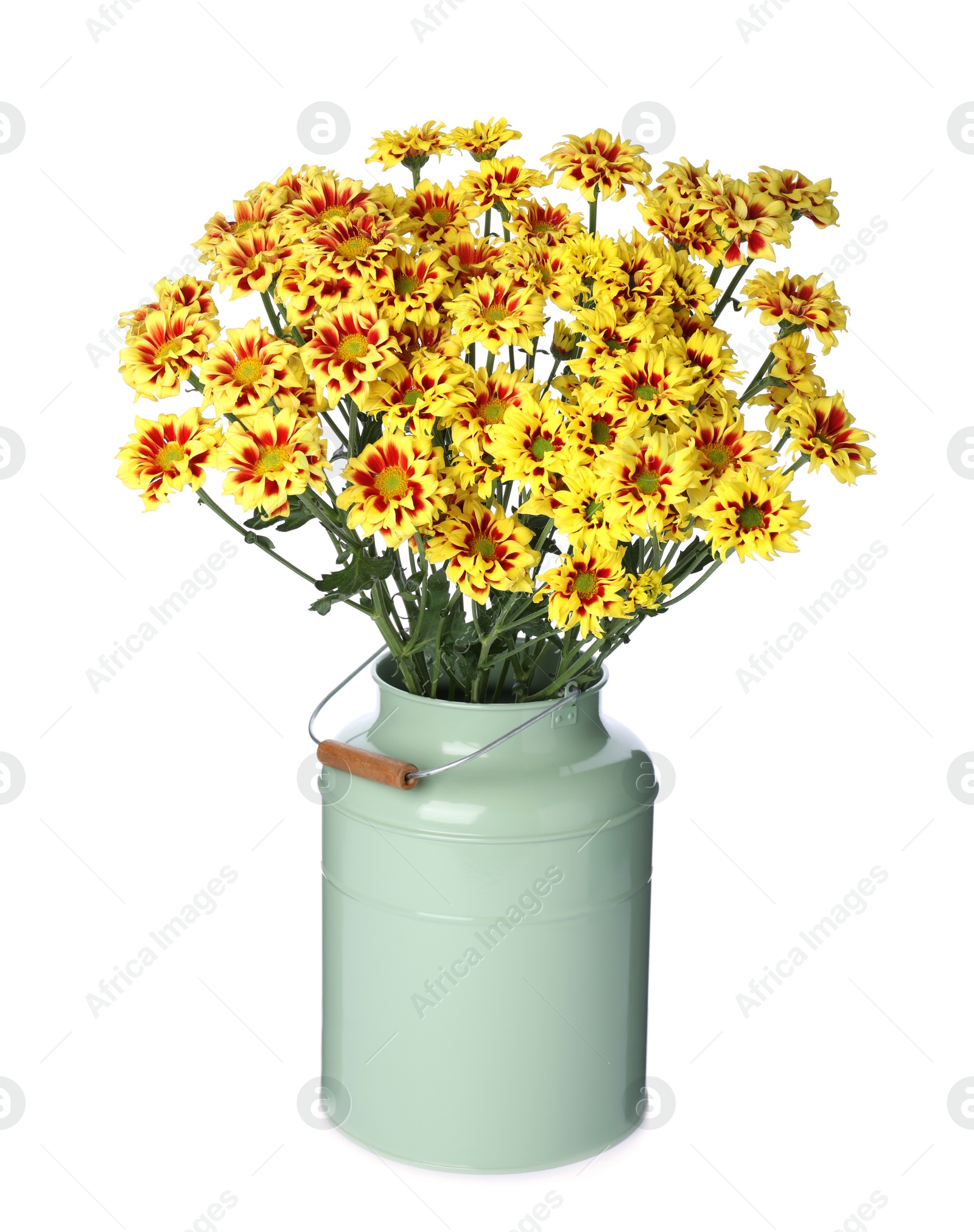 Photo of Vase with beautiful chrysanthemum flowers isolated on white