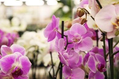 Photo of Beautiful blooming orchid flowers, closeup. Tropical plant