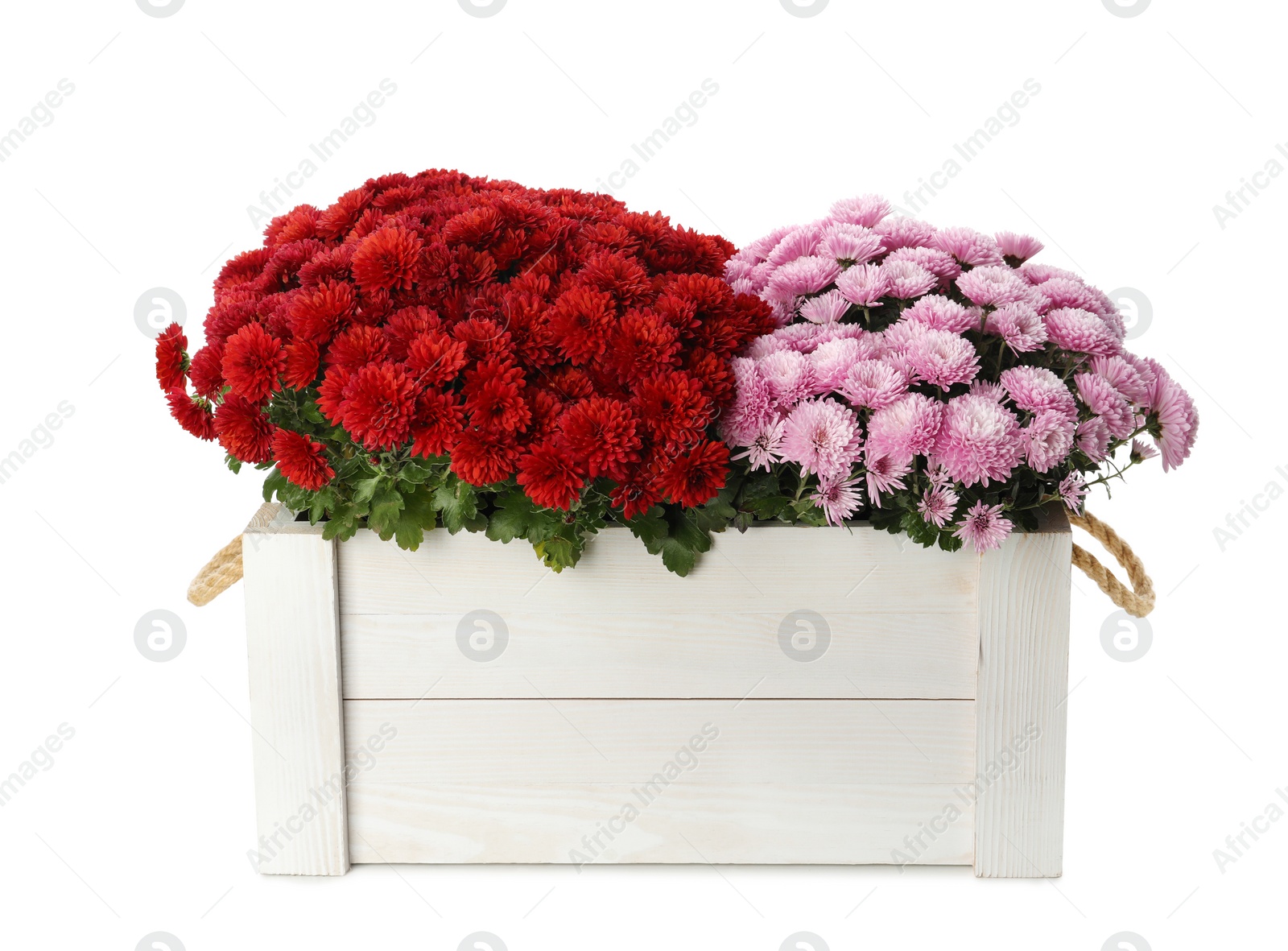 Photo of Beautiful chrysanthemum flowers in wooden crate on white background