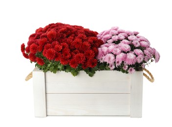 Photo of Beautiful chrysanthemum flowers in wooden crate on white background