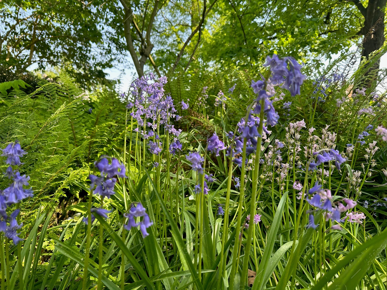 Photo of Beautiful hyacinthoides flowers growing in botanical garden