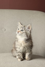 Cute fluffy kitten on grey sofa. Baby animal