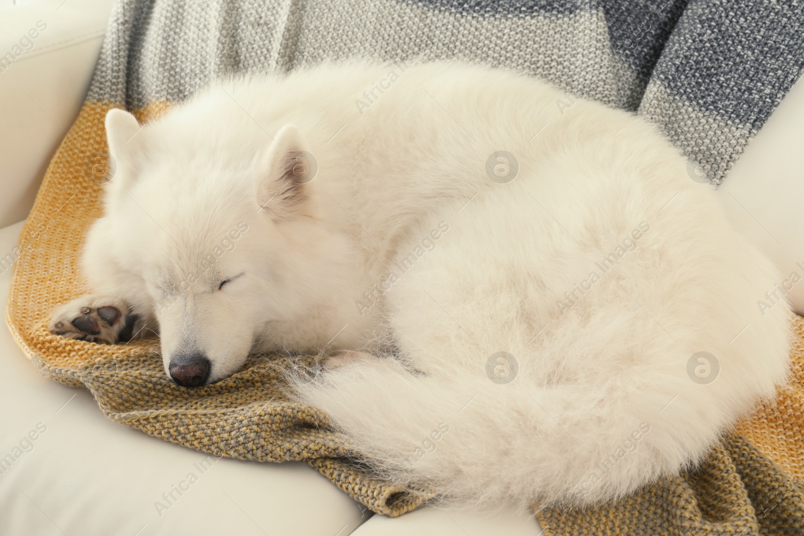 Photo of Adorable Samoyed dog sleeping on soft blanket