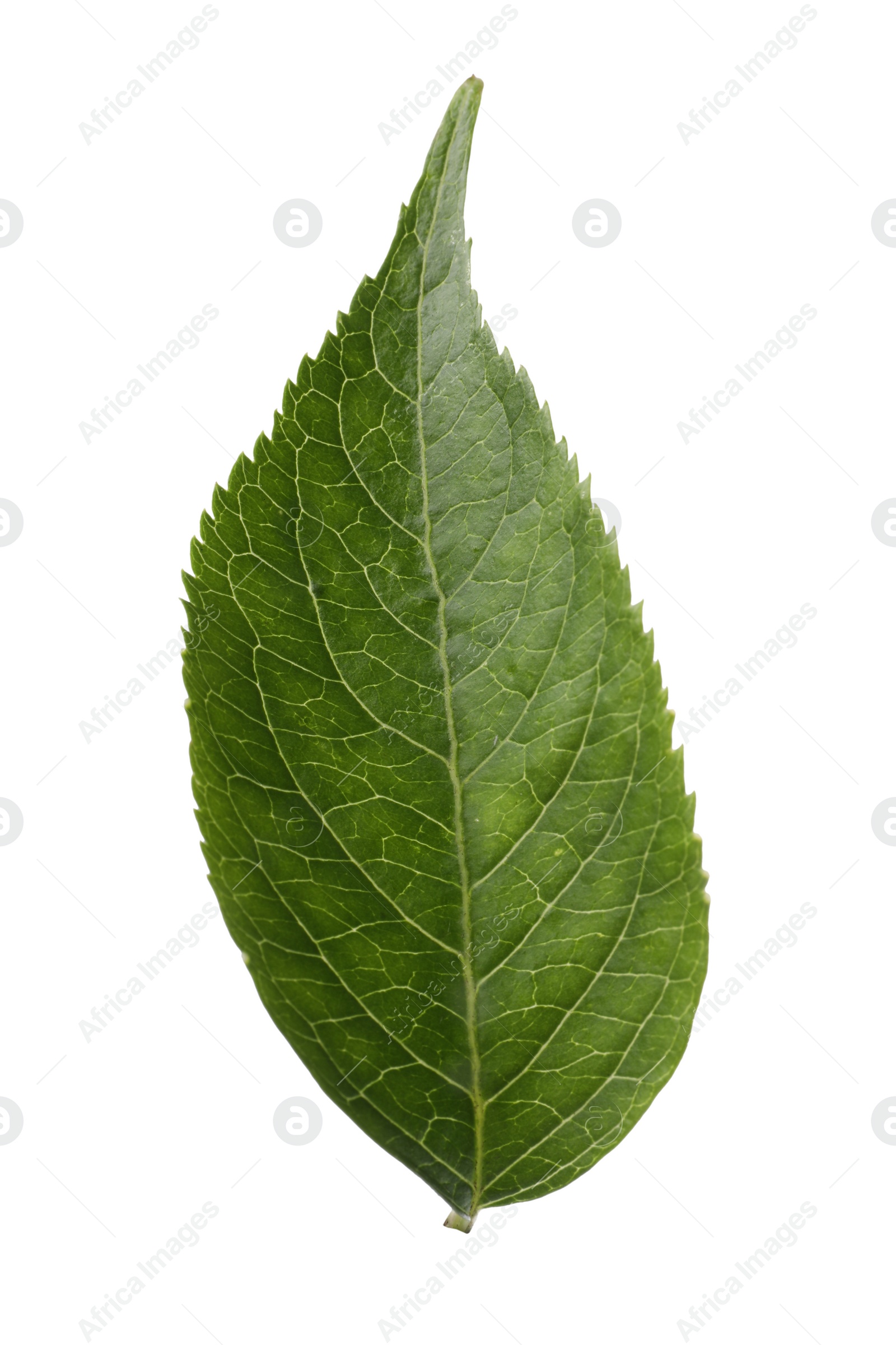 Photo of Fresh green elderberry leaf isolated on white