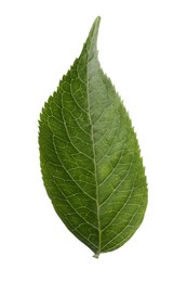 Fresh green elderberry leaf isolated on white