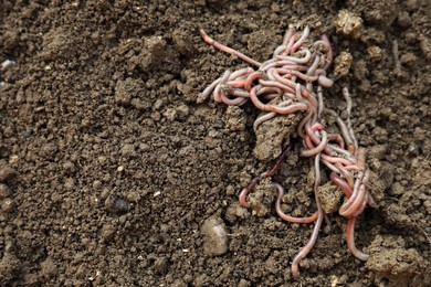 Photo of Many earthworms on wet soil, above view. Space for text