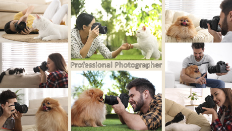 Collage of professional animal photographers taking pictures 