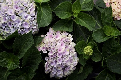 Beautiful hortensia plant with light flowers, closeup