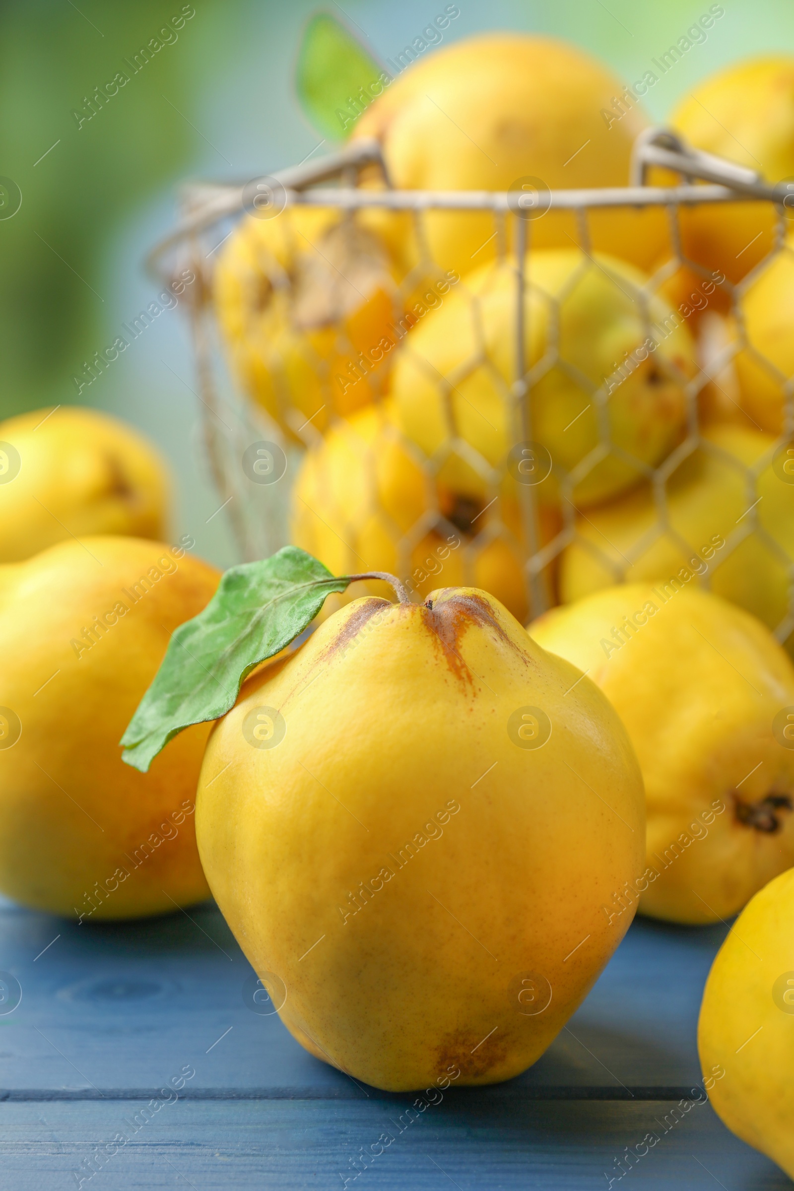 Photo of Tasty ripe quince fruits on blue wooden table, closeup