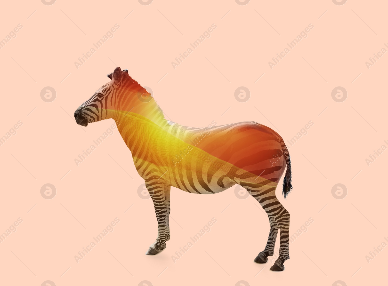 Image of Double exposure of striped African zebra and sandy desert