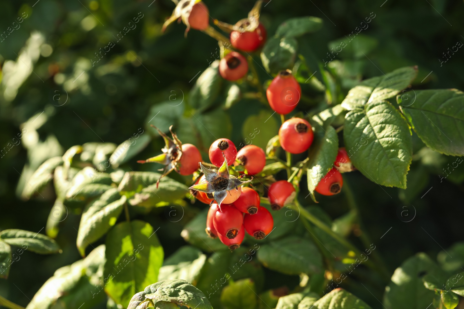 Photo of Rose hip bush with ripe red berries in garden