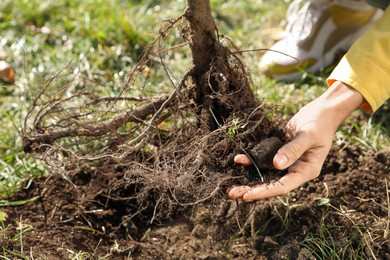 Photo of Woman planting young tree outdoors on sunny day, closeup