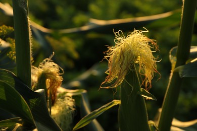 Photo of Ripe corn cobs in field on sunny day, closeup