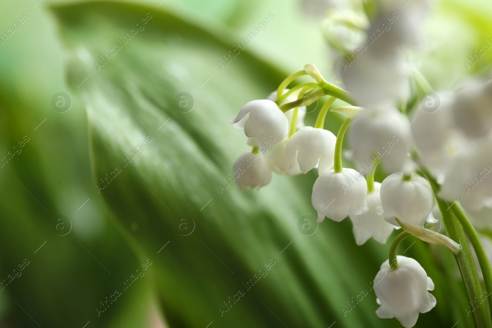 Photo of Beautiful fragrant lily of the valley, closeup. Space for text