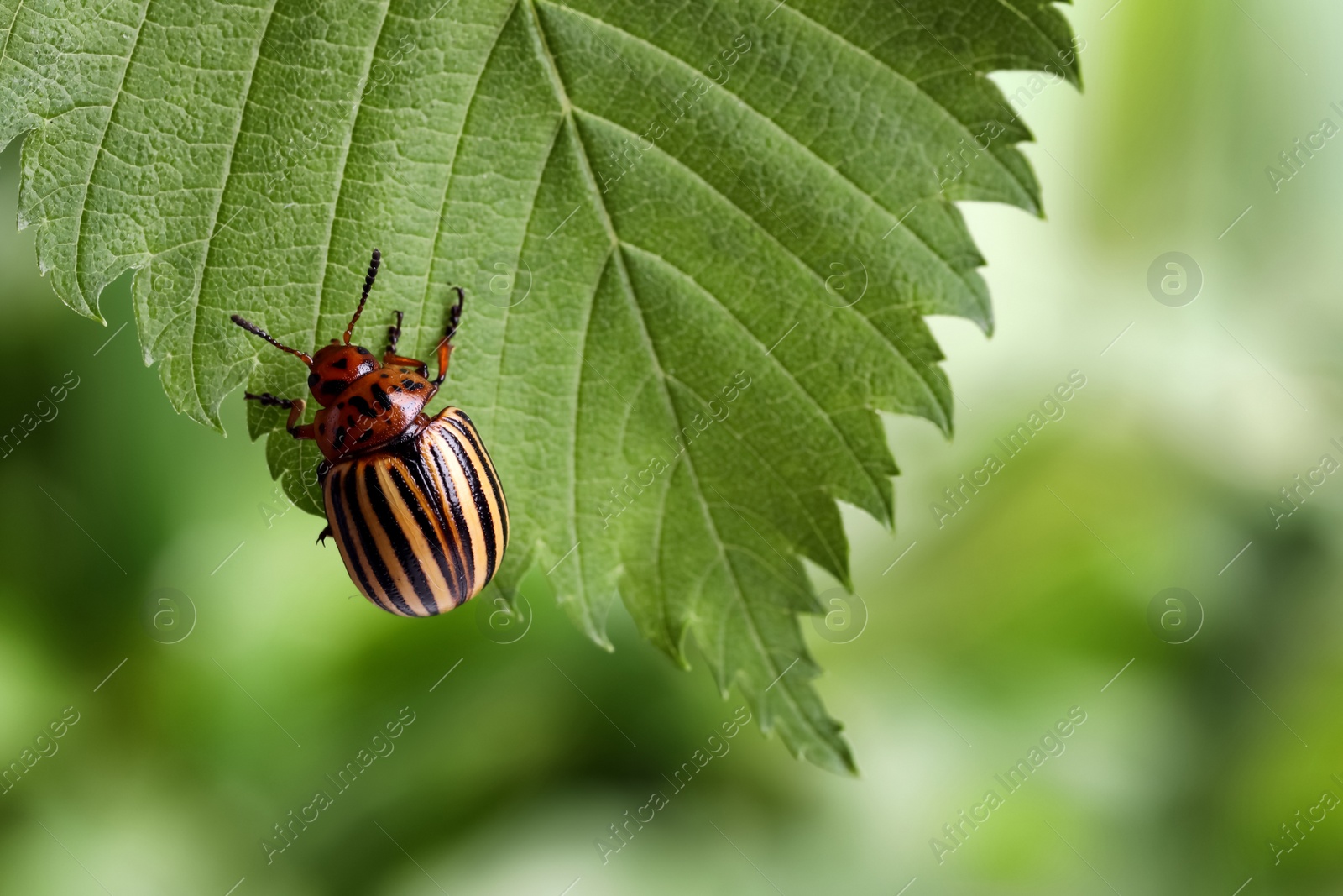 Photo of Colorado potato beetle on green leaf against blurred background, closeup. Space for text