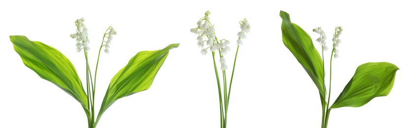 Image of Collage with beautiful lilies of the valley on white background. Banner design