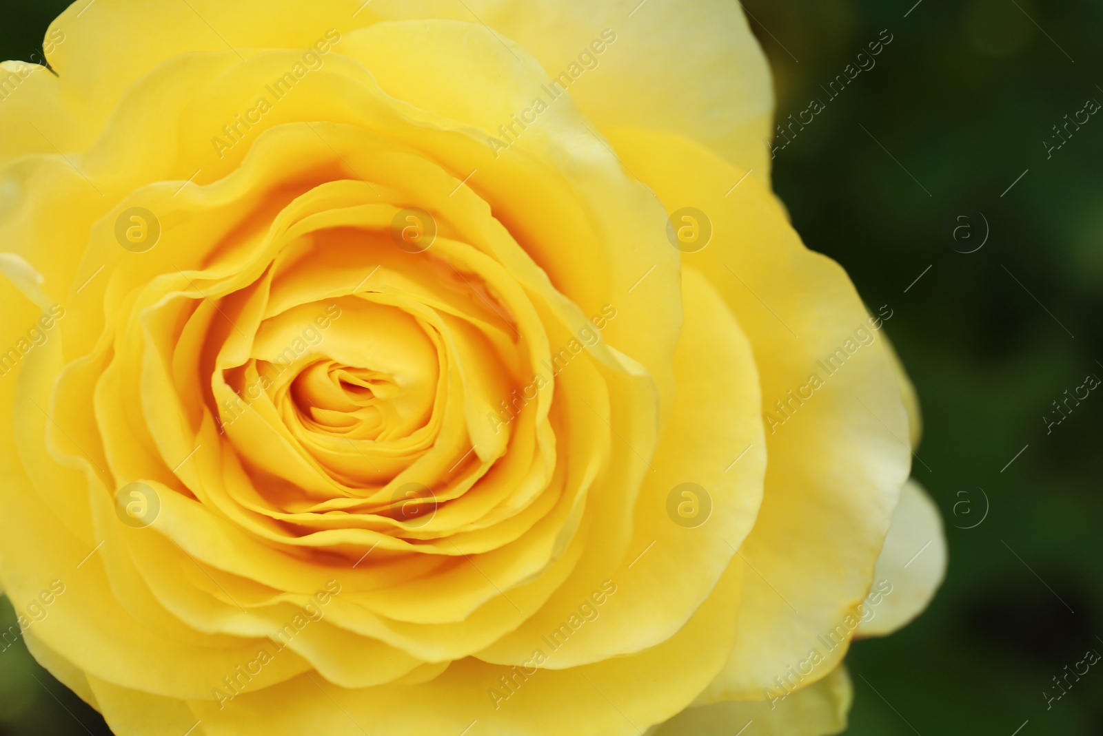 Photo of Beautiful blooming rose in garden on summer day, closeup