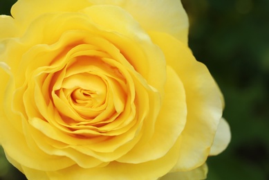 Beautiful blooming rose in garden on summer day, closeup