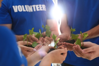 Group of volunteers holding soil with sprouts in hands outdoors, closeup