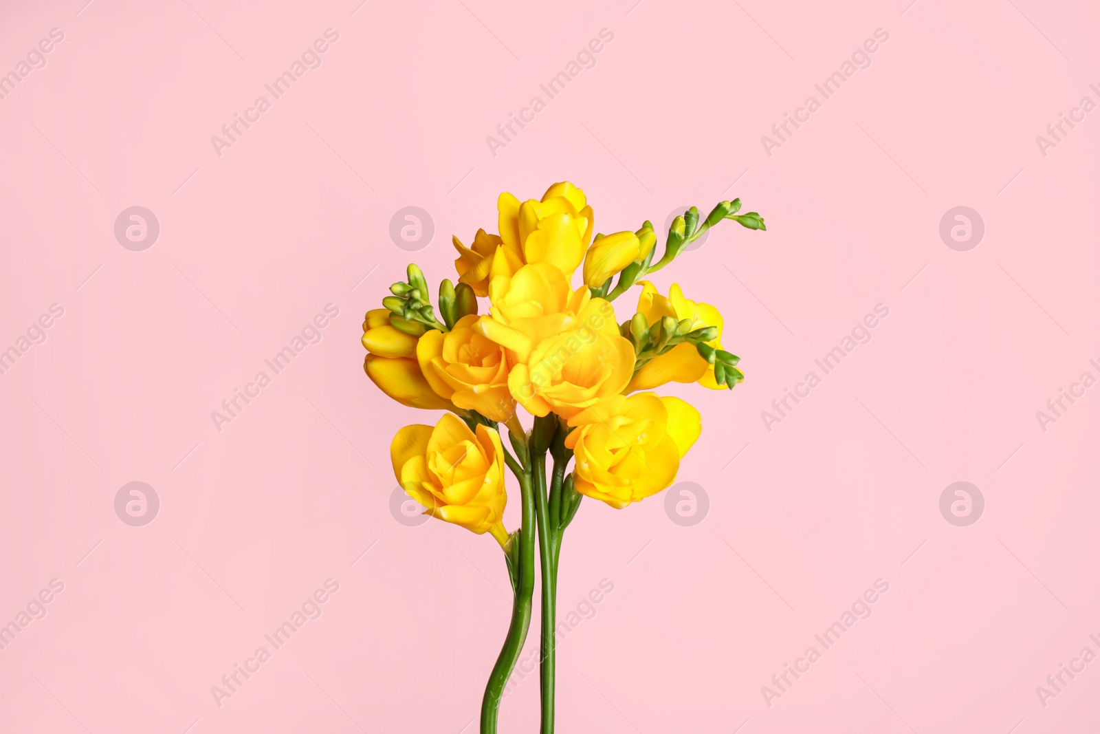 Photo of Beautiful yellow freesia flowers on pink background