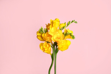 Photo of Beautiful yellow freesia flowers on pink background