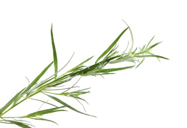 One sprig of fresh tarragon on white background