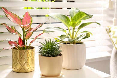 Photo of Exotic houseplants with beautiful leaves near window indoors