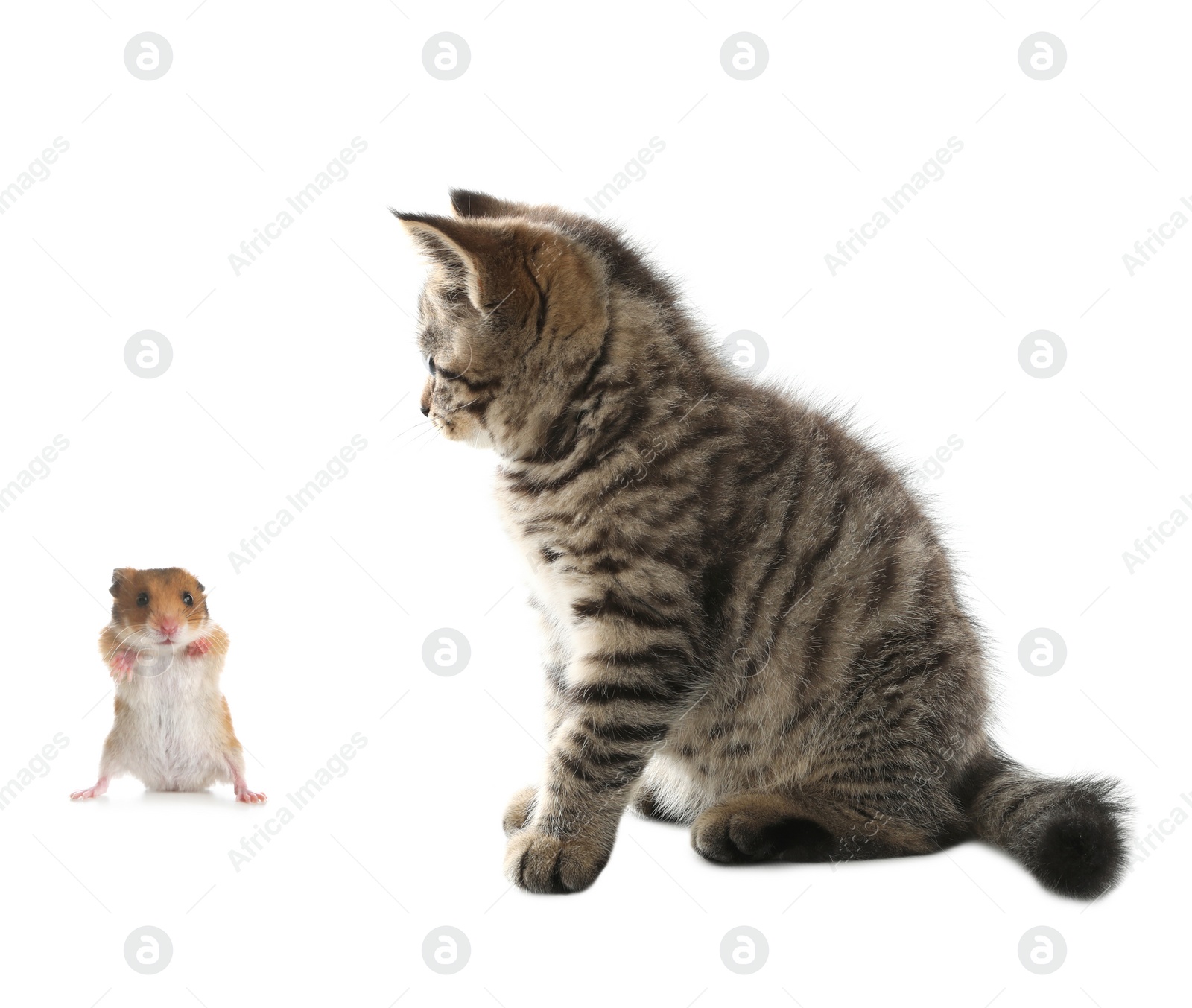 Image of Cute tabby kitten and hamster on white background