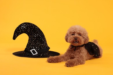 Photo of Cute Maltipoo dog with hat dressed in witch for Halloween celebration on orange background