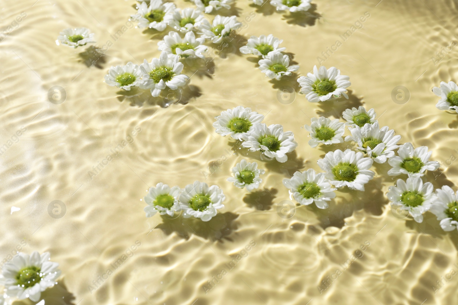 Photo of Beautiful chrysanthemum flowers in water on pale yellow background