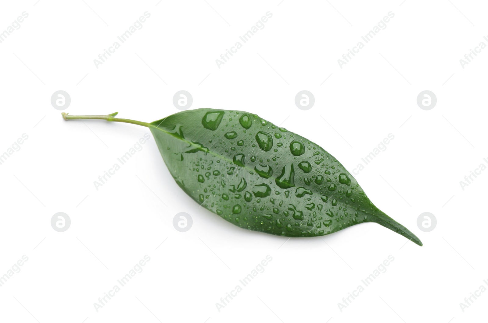 Photo of Fresh green ficus leaf on white background, top view