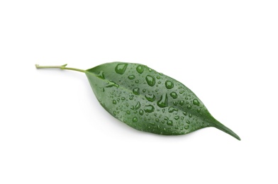 Photo of Fresh green ficus leaf on white background, top view