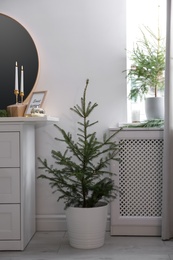 Photo of Potted firs with Christmas lights in room. Interior design