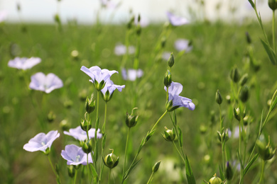 Photo of Closeup view of beautiful blooming flax field