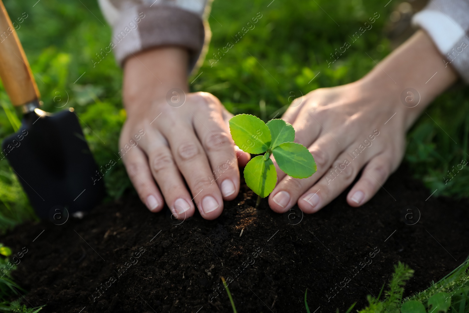 Photo of Woman planting young tree in garden, closeup