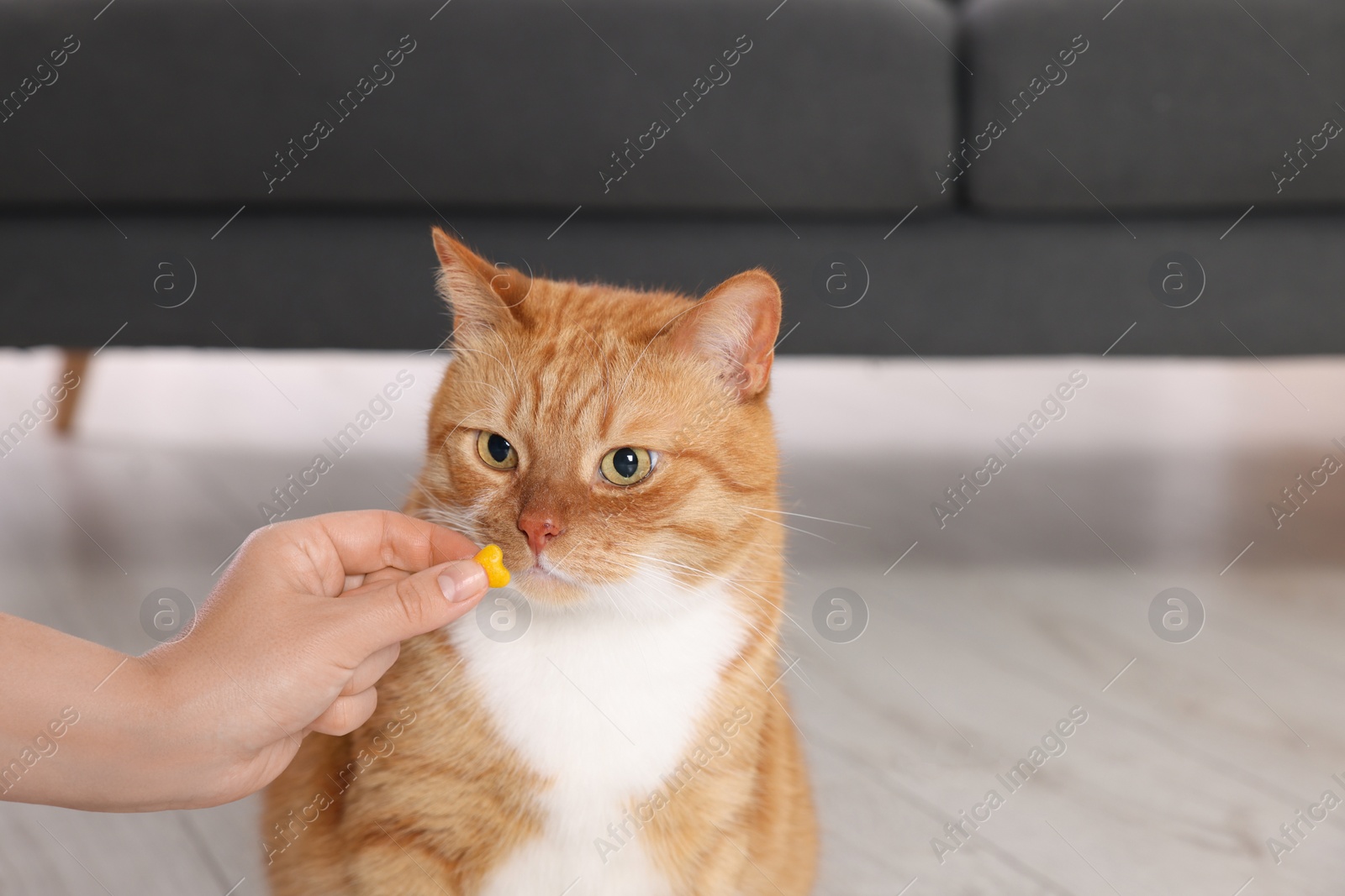 Photo of Woman giving vitamin pill to cute ginger cat indoors, closeup