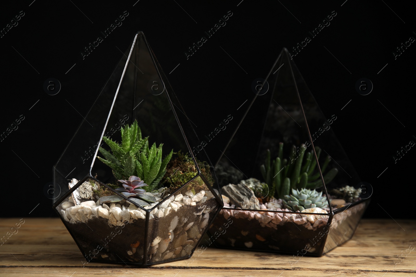 Photo of Different florariums with beautiful succulents on wooden table against black background