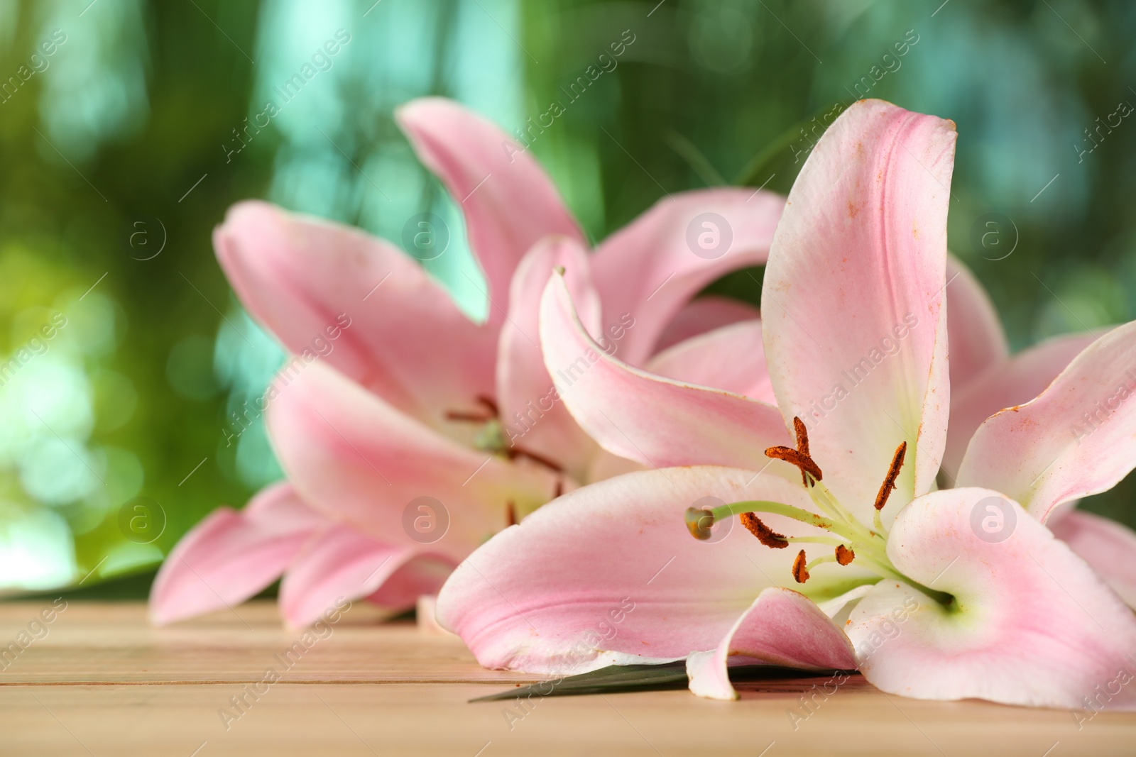 Photo of Beautiful pink lily flowers on wooden table against blurred green background, closeup