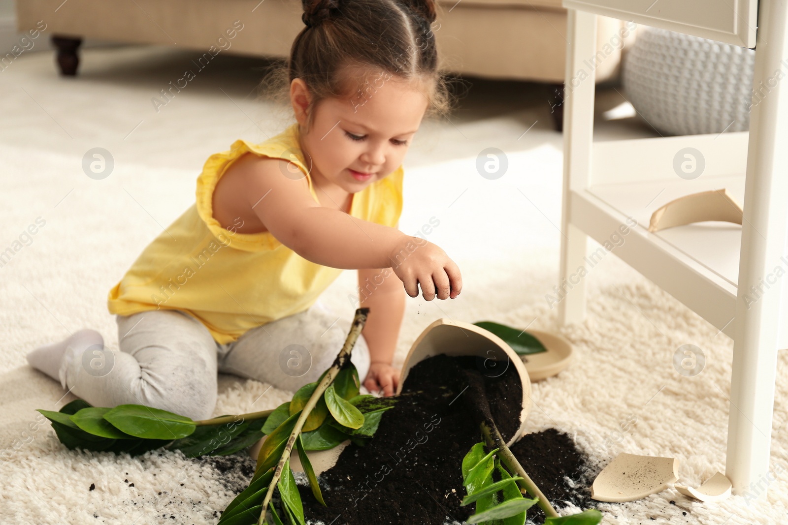 Photo of Little girl near houseplant and broken pot at home